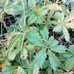 Potentilla reptans ഇല