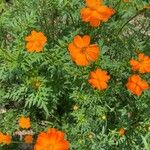 Cosmos sulphureus Bloem