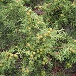 Juniperus phoenicea Прочее