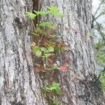 Fragaria chiloensis Bark