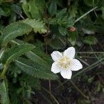 Parnassia palustrisЦвят