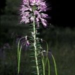 Cleome serrulata Λουλούδι