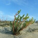 Euphorbia paralias Elinympäristö