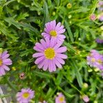 Brachyscome iberidifolia Flower