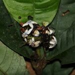 Psychotria globosa Flor