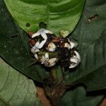 Psychotria globosa Flower