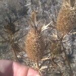 Eryngium leavenworthii Fruit