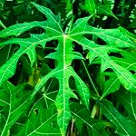 Cnidoscolus aconitifolius Blatt