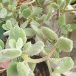 Cotyledon tomentosaBlatt