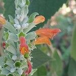 Colquhounia coccinea Flor