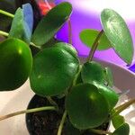 Pilea peperomioidesLeaf