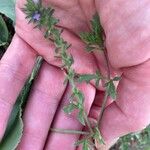 Verbena bracteata 其他