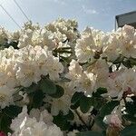 Rhododendron decorum Flor