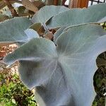 Kalanchoe beharensis Hoja
