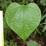 Odontocarya truncata Leaf