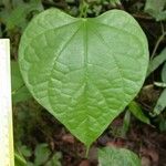 Odontocarya truncata Hoja