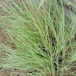 Eragrostis curvula برگ