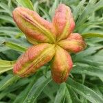 Paeonia anomala Flower