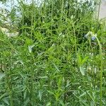 Salvia uliginosa Fuelha