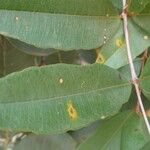 Qualea parviflora Leaf