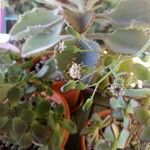 Senecio articulatus Flower