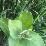 Asclepias latifolia ᱥᱟᱠᱟᱢ