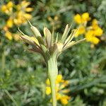 Tragopogon crocifolius Цветок