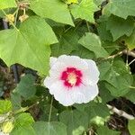 Hibiscus mutabilis ᱵᱟᱦᱟ