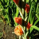 Gladiolus dalenii Blomst