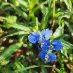 Commelina forskaolii Žiedas