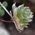 Androsace villosa Plod