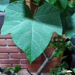 Jatropha curcas Blatt