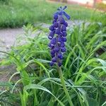 Muscari neglectumFlower