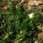 Morisia monanthos Hábito