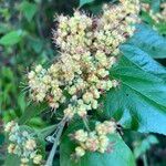 Guazuma ulmifolia 花