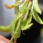 Trigonella esculenta Plod