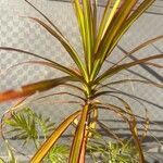 Dracaena reflexaΦύλλο