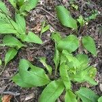 Andersonglossum virginianum Folha