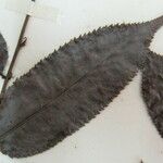 Mabea subsessilis Други