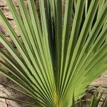 Sabal minor Leaf