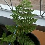 Dryopteris carthusianaFulla