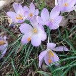 Crocus tommasinianusCvet