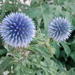 Echinops bannaticus പുഷ്പം