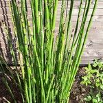 Equisetum hyemale Blad