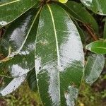 Sideroxylon borbonicum Yaprak