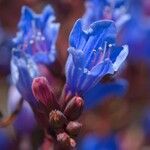 Echium thyrsiflorum Flower