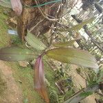 Rhipidoglossum rutilum Leaf