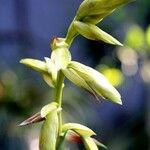 Tillandsia lajensis Flower