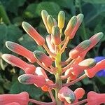 Aloe amudatensis Květ