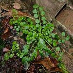 Cardamine flexuosaYeri